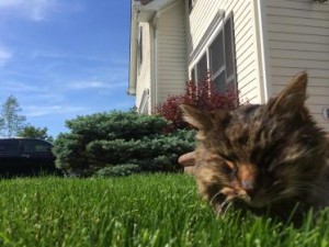 cat laying on springtime lawn care Waltham grass