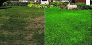 Lawn Treatment Services in Peabody