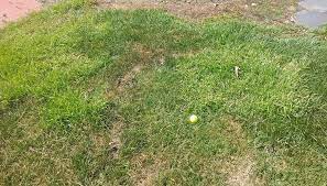 Lawn Weed Control in Northborough