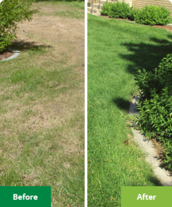 Lawn Fertilization & Weed Control in Melrose