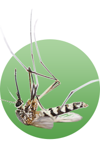 dead mosquito from our Lawn Care Service In Helotes