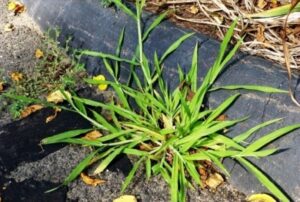 Crabgrass Prevention in Northeast Ohio