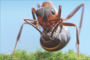 Extreme close up photo of fire ant control on green grass and light blue sky background.