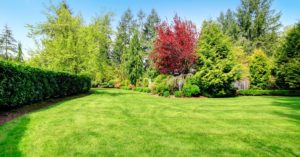lawn and shrubs after lawn care service in Saddle River