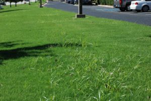 weed control in Beachwood