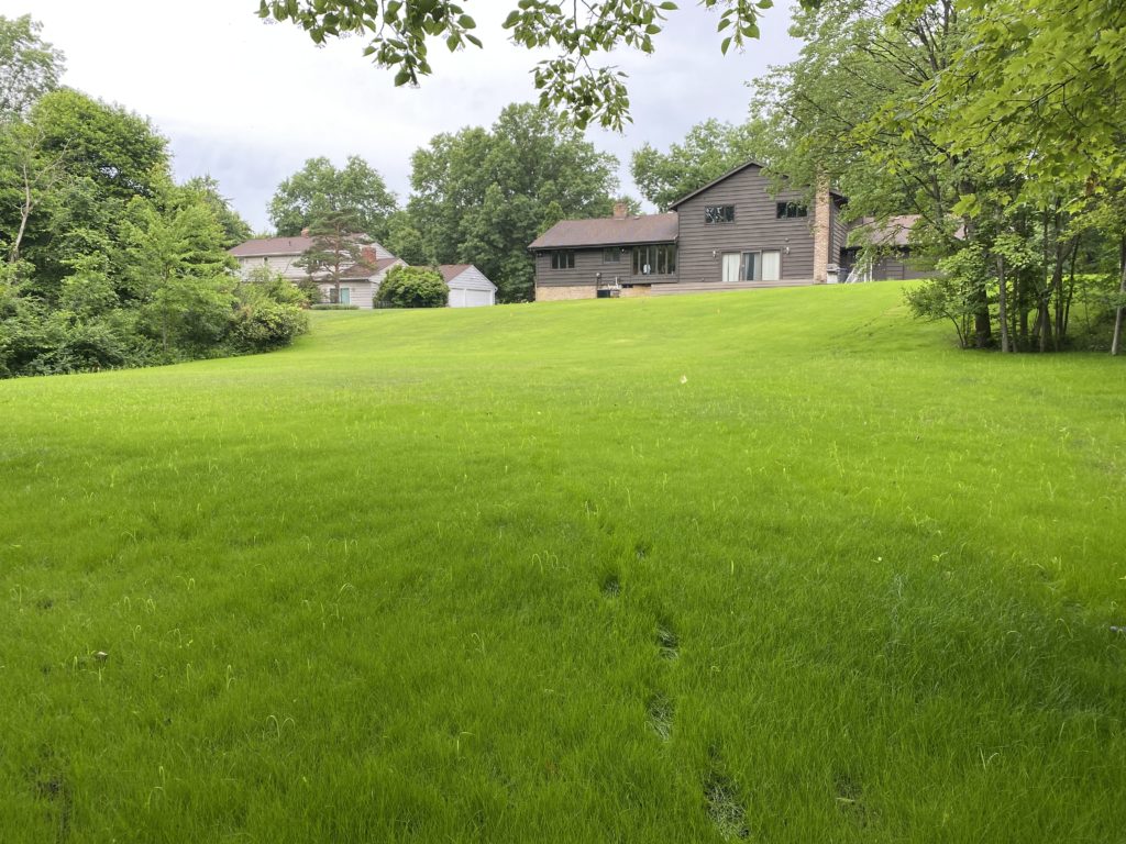 green grass after lawn seeding service