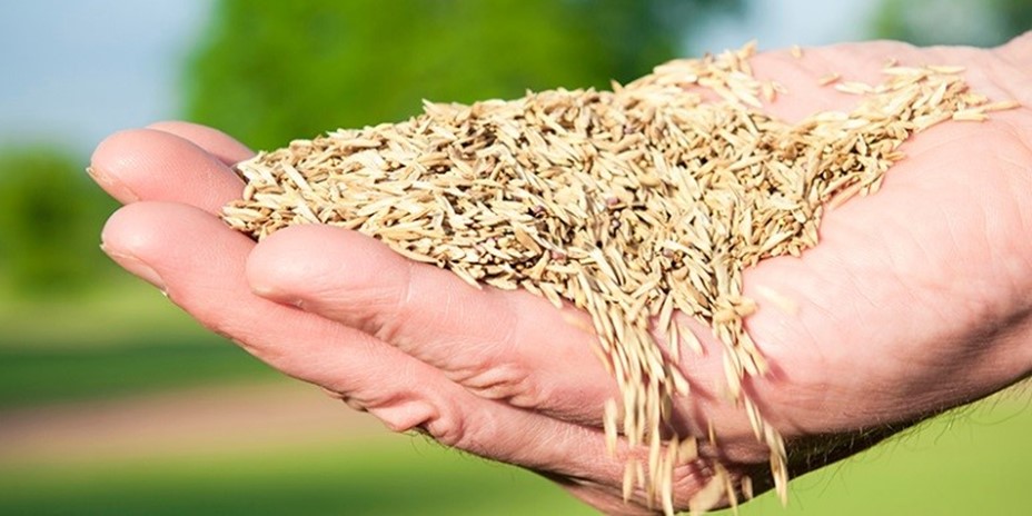 Why Fall Is the Best Time to Seed Your Lawn - Lawn Doctor of Pepper ...