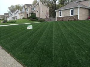 green grass treated by organic lawn care in Portage