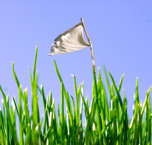 Extreme closeup of blades of grass with tiny white flag showing that pests surrender to the Lawn Doctor lawn treatments in Totowa