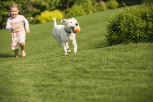 Local Lawn Care Services in Richmond