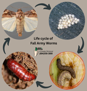 Armyworms