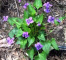 Wild Violets