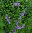 Deep Rooted Perennials