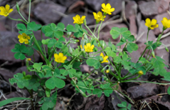 Oxalis