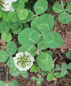 Clover
