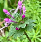 Henbit