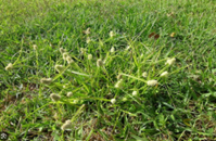 Nutsedge