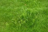 Nutsedge