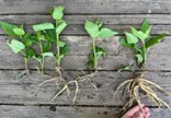 Deep Rooted Perennials