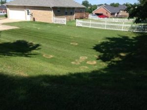 Lawn Damage