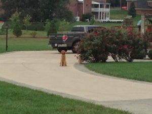 Happy Customers' Pets