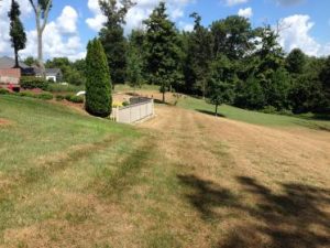 Fall Army Worms damage on a lawn