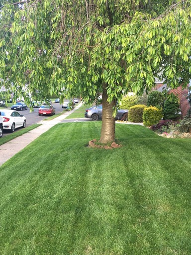 Beautiful green front yard showing lawn weed control in Rockway