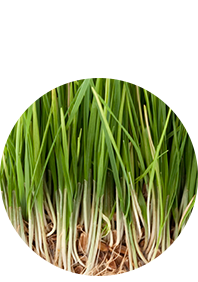 Close up of blades of grass showing weed control in Marblehead