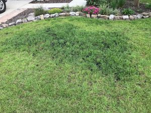 Green Grass in Pooler