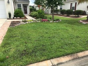 Green lawn running up to the road showing lawn care services in Savannah