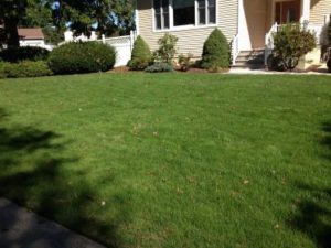 Services for lawn treatment in Union County