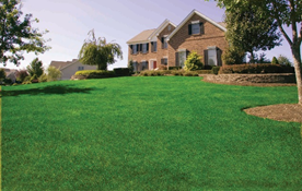 Beautiful Lawn with Lawn Doctor