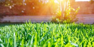 4 Secrets for Growing Green Grass in Kyle