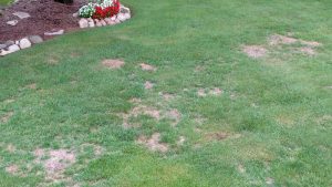 Before Power and lawn Seeding