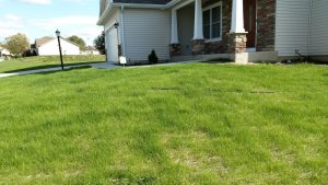 After Power and lawn Seeding