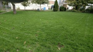 A green lawn filling the whole picture for lawn aeration in South Bend