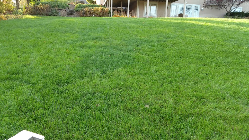 Large green backyard showing lawn weed control in South Bend