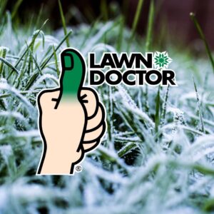 Lawn Treatment in Kentwood