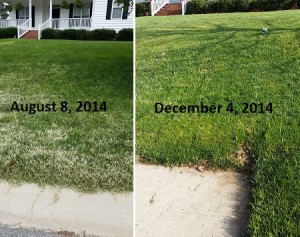 lawn weed control before and after
