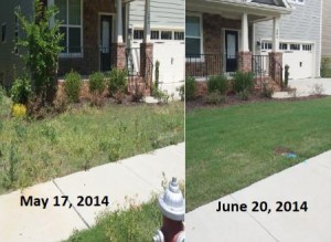 Front yard before and after showing lawn fertilization in Holly Springs
