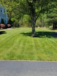 green lawn after lawn service from lawn care company in Abington, MA
