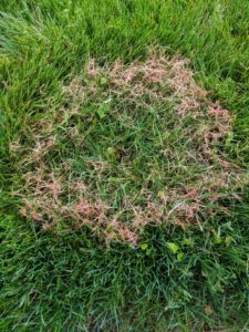 red thread in lawn in south shore ma