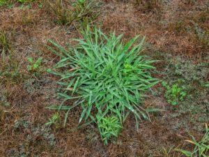 Crabgrass in Lawn