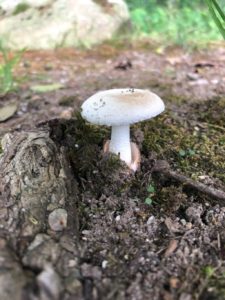 mushroom in Scituate lawn