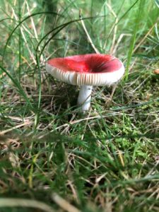 mushroom in Scituate lawn