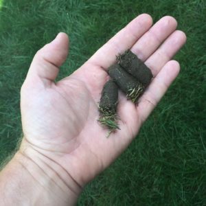 hand holding aerated thatch lawn pellets