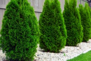 cypress trees by fence in yard