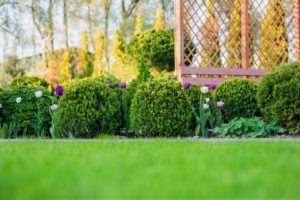 flowers and shrubs in garden