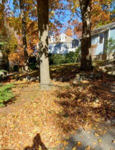 leaves on ground in Abington