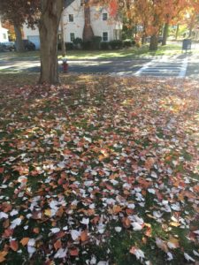 leaves on ground in Weymouth
